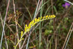 Pine barren goldenrod